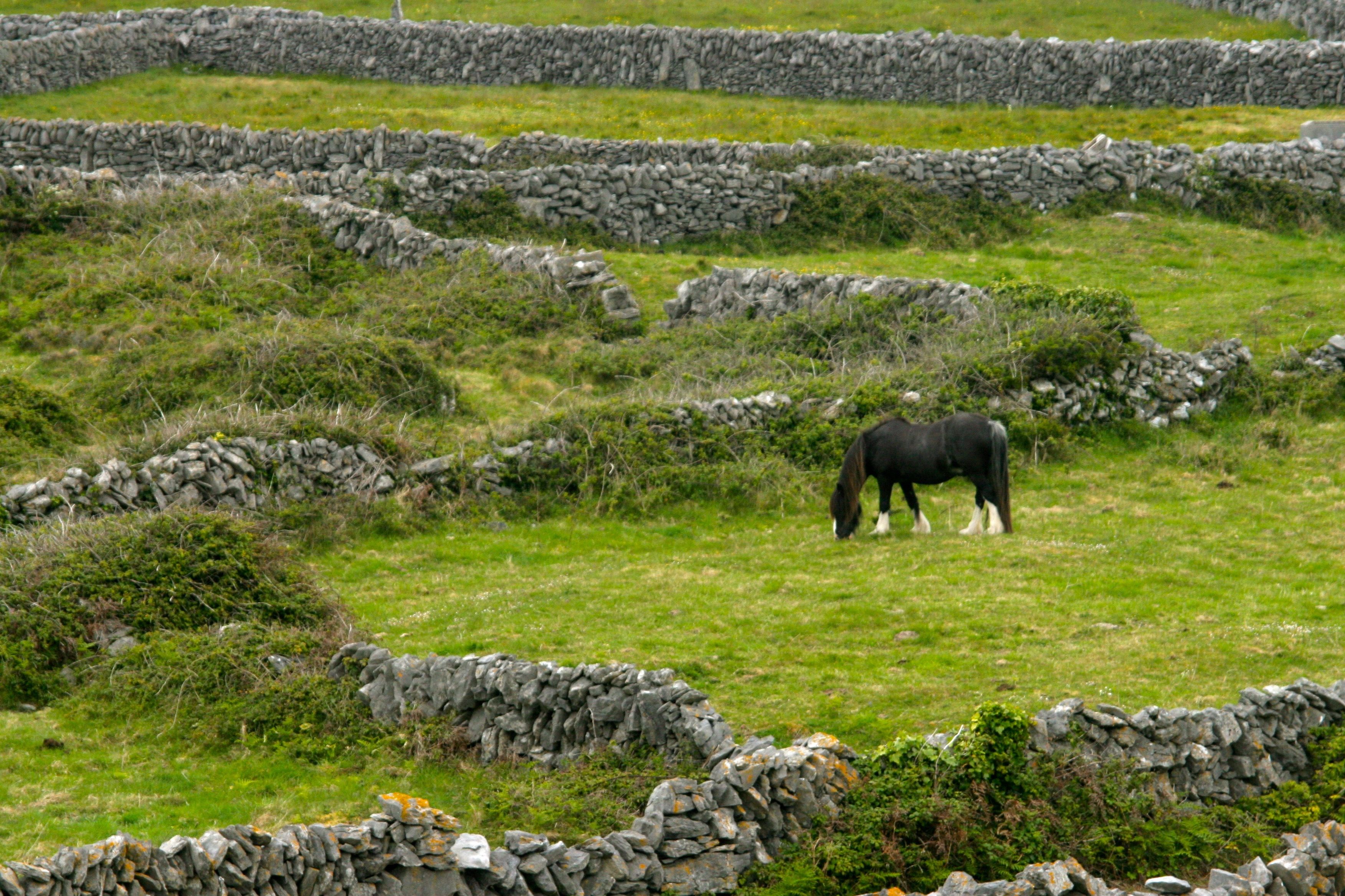 horse grazing. arran isalnds. ireland