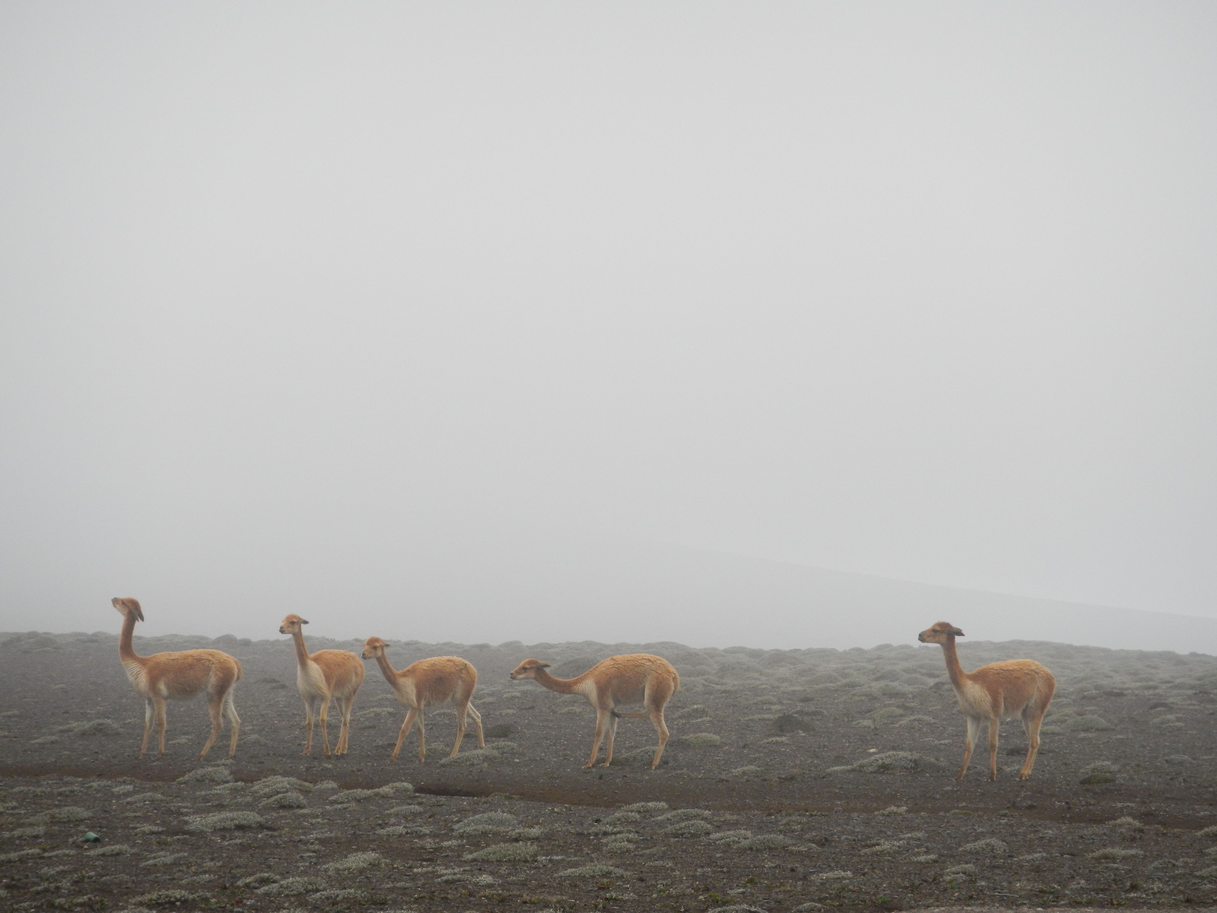 delicate deer. ecuador