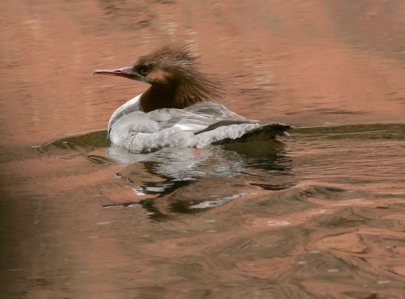 punk duck. oak creek. az