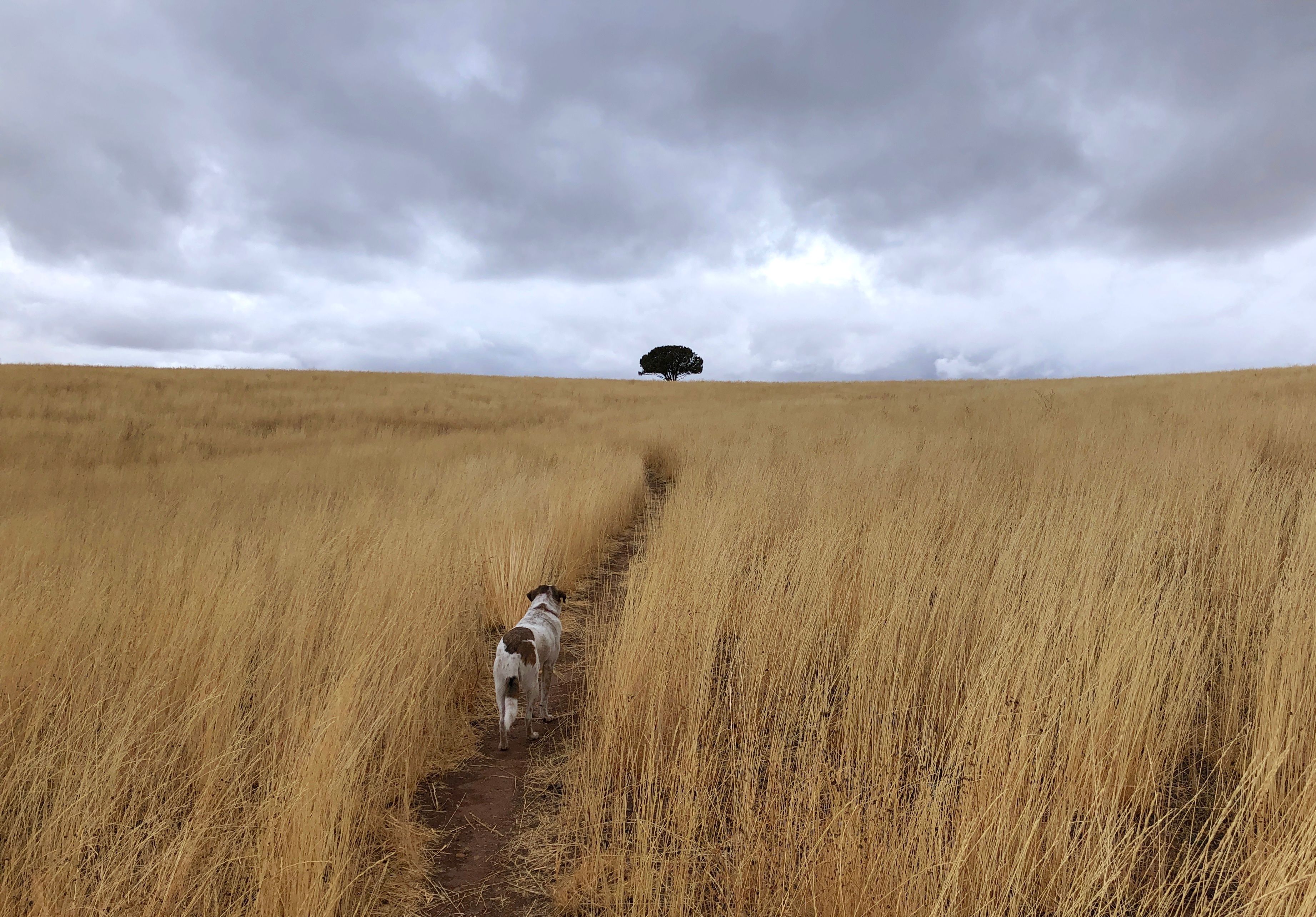 Lulu and the tree. SW Colorado