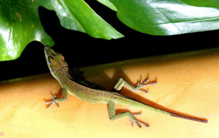 curious gekko