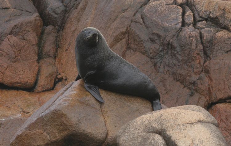 sea lion. uruguay