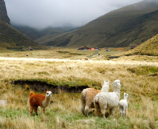 family gathering. ecuador