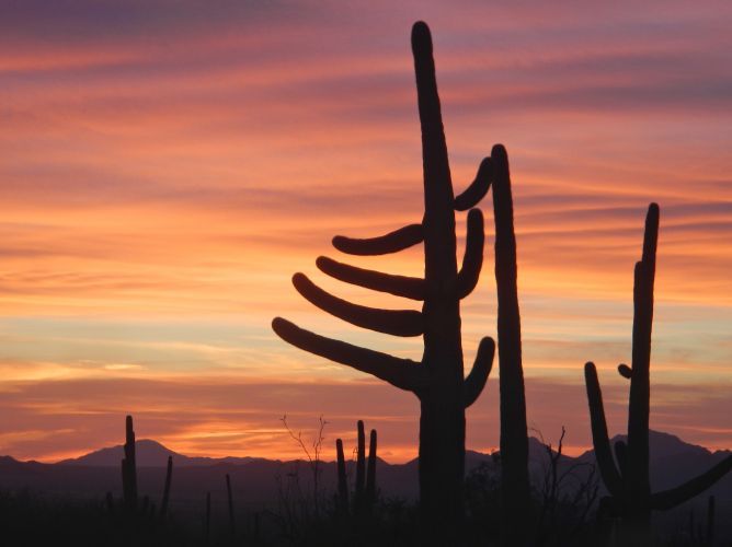 Saguaro Desert sunset. Arizona