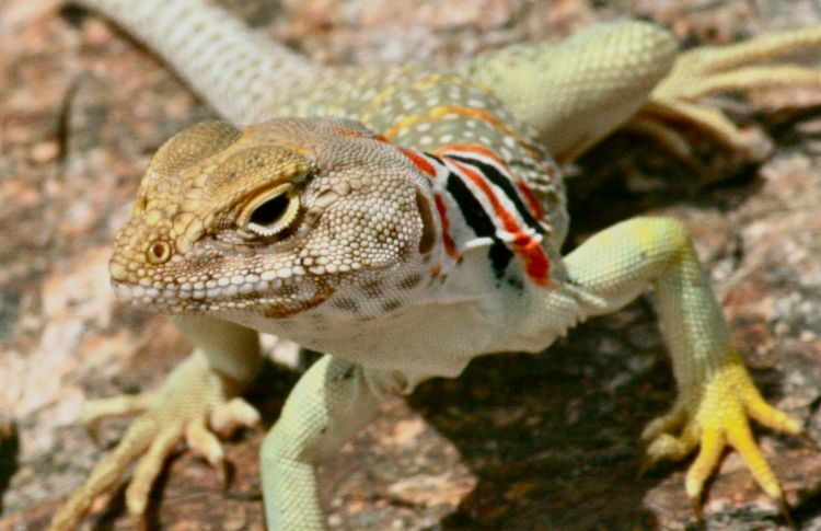 colorful lizard. arizona