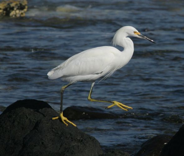 heron stepping lively. mexico