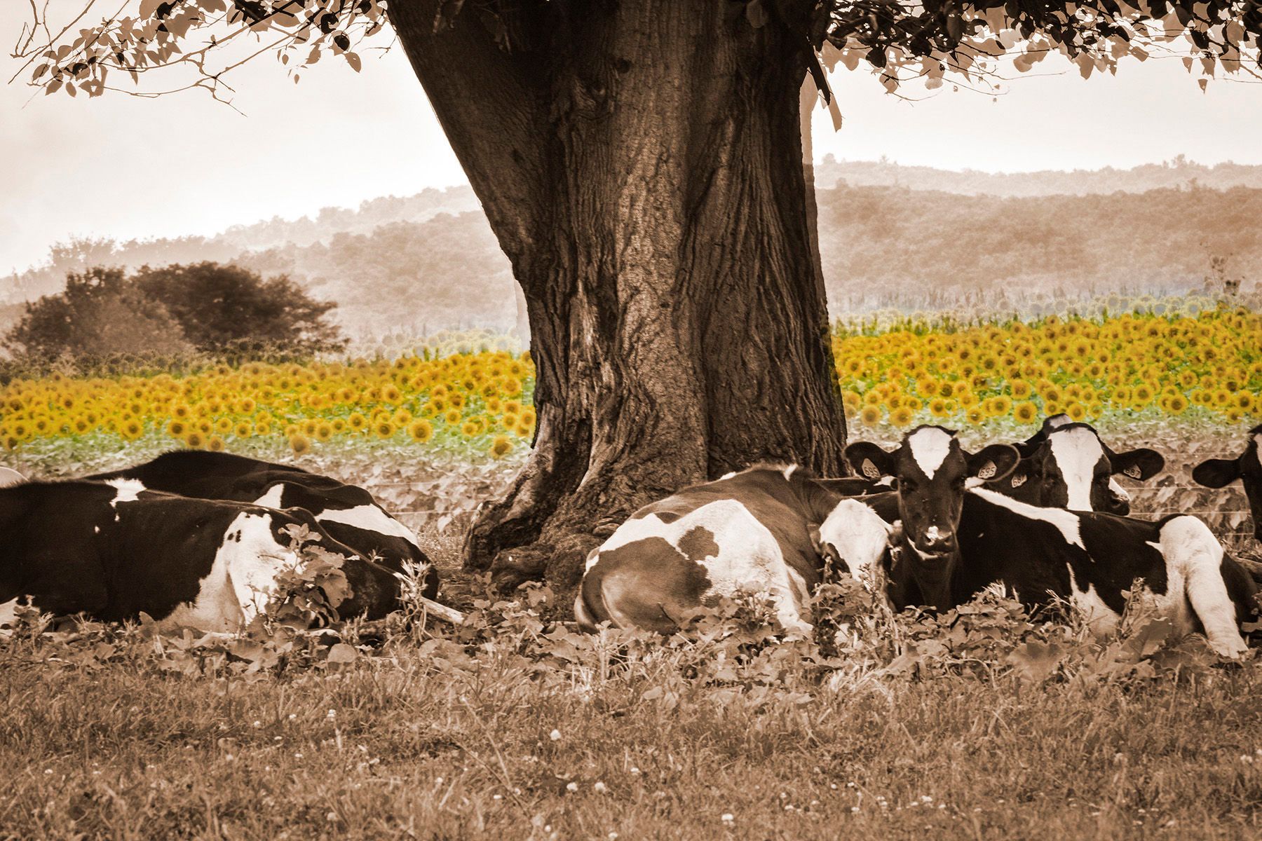 Digital PhotographSharon, CT Lazy Cows among the Sunflowers