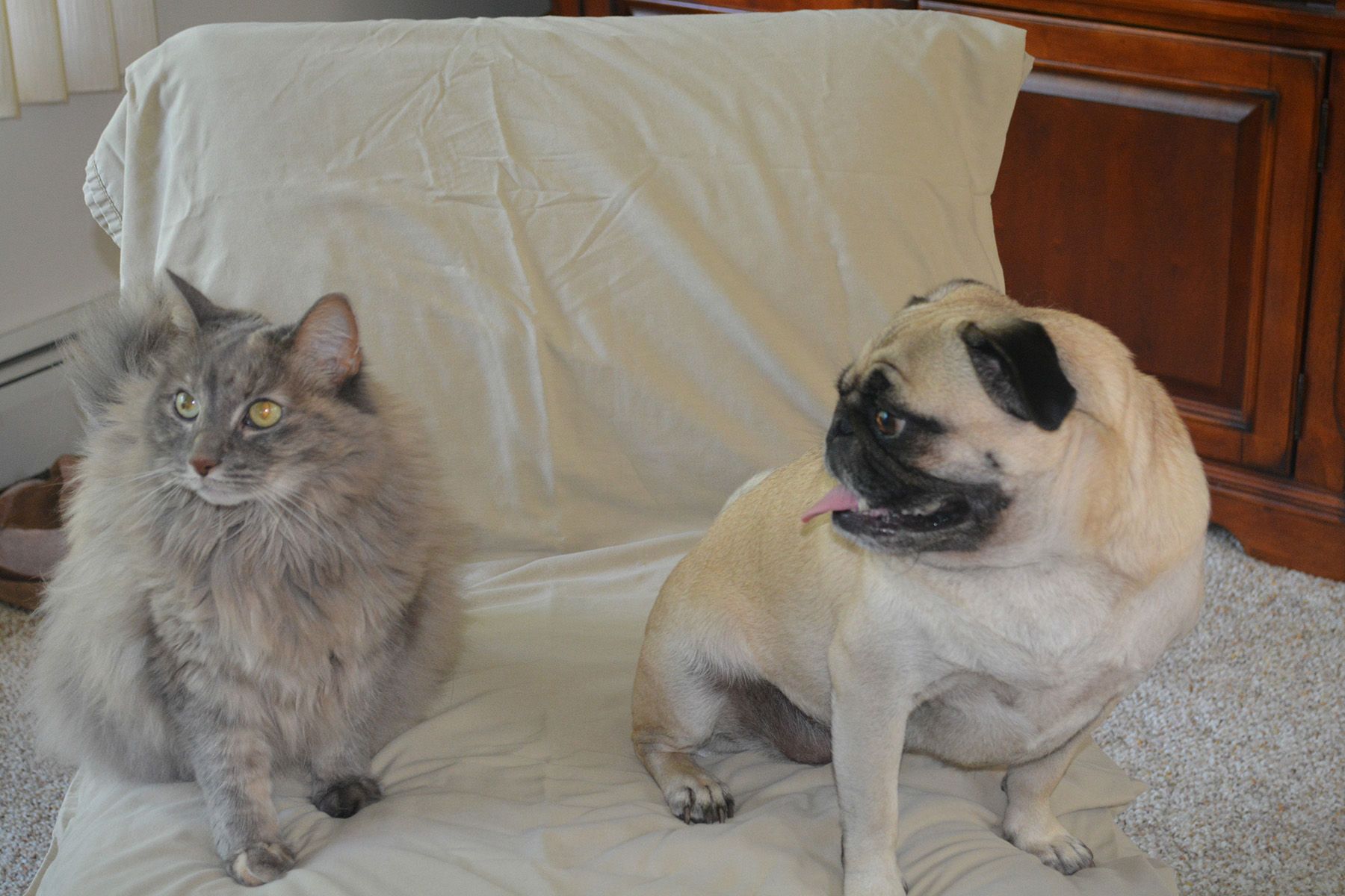 Digital PhotographTorrington, CT Cat and Dog