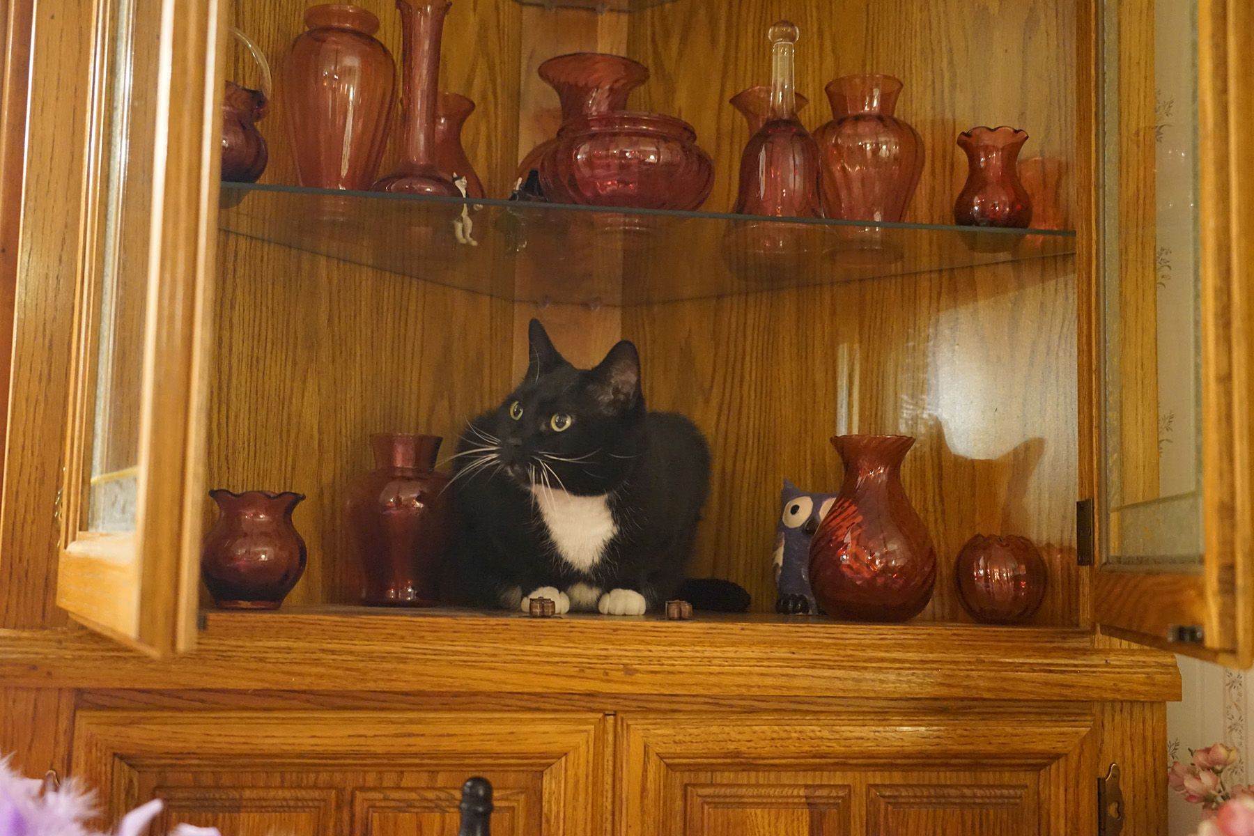 Digital PhotographTorrington, CT A Tuxedo Cat in the Cabinet