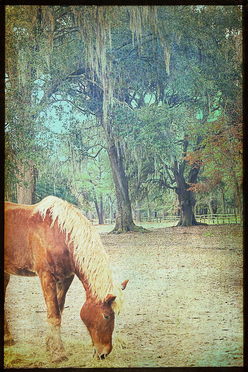 Digital Textured PhotographCharleston, SC A Horse on the Plantation