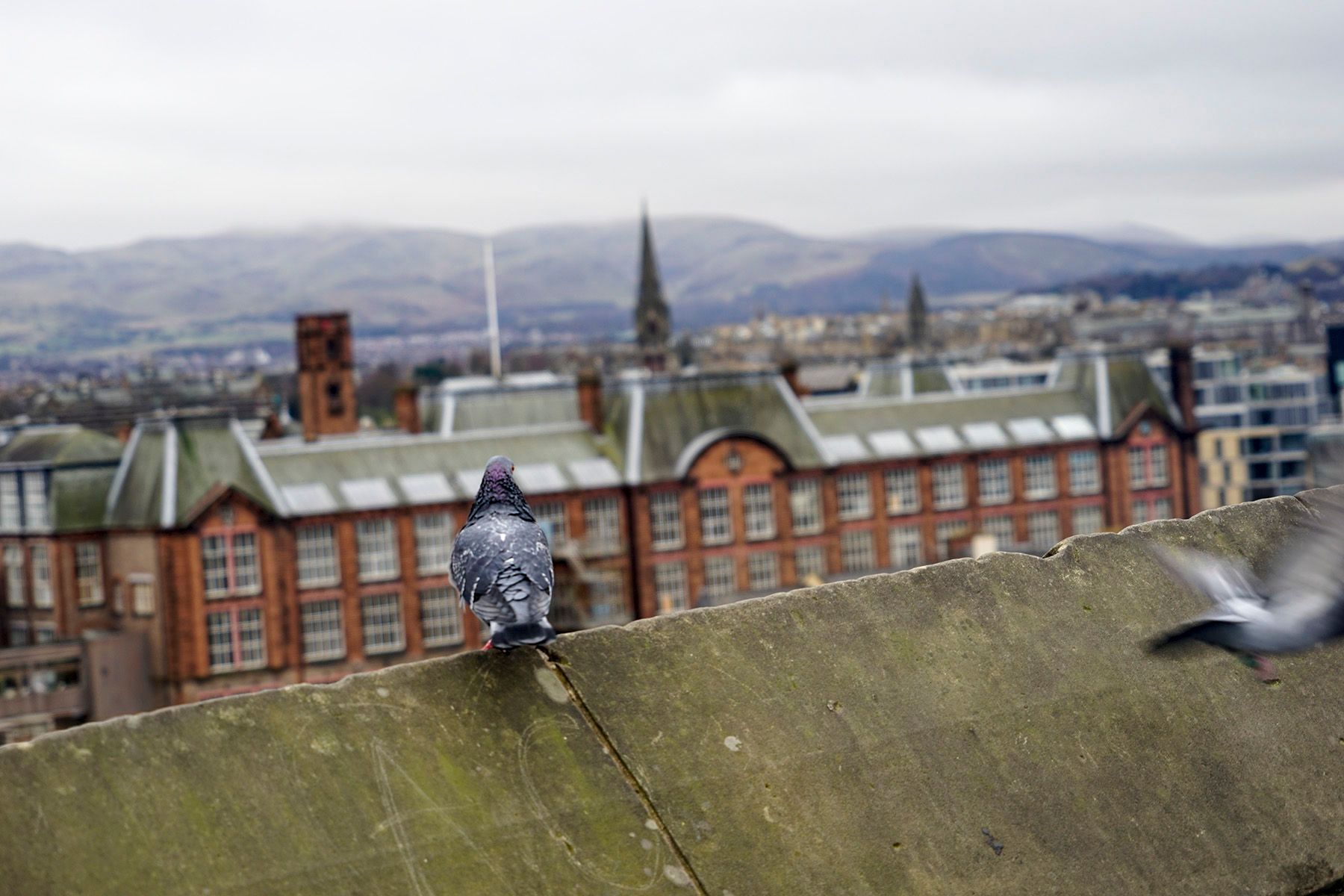 Digital PhotographEdinburgh, Scotland, UK A Bird in Flight