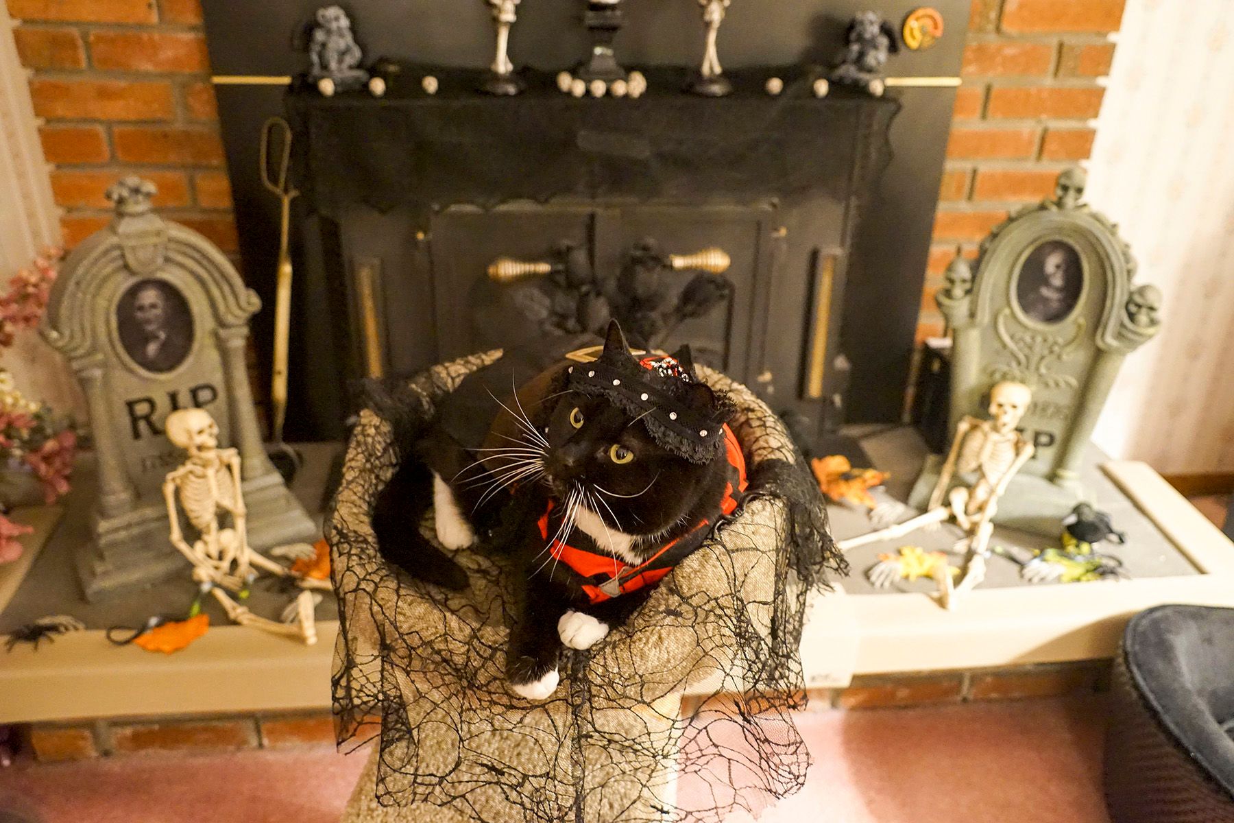 Digital PhotographTorrington, CT A Cat on Halloween