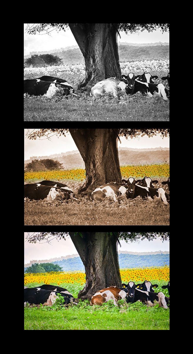 Digital PhotographSharon, CT A Triptych of Cows