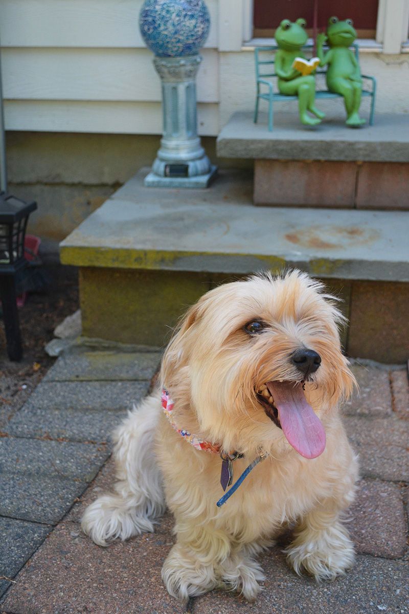Digital PhotographHarwinton, CT Outdoor Dog Portrait