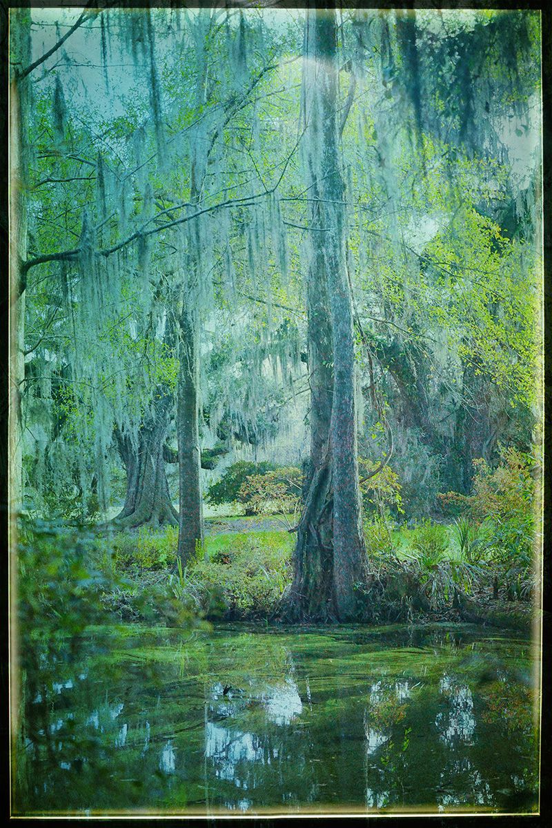 Digital Textured PhotographCharleston, SC A Serene Day in the Forest
