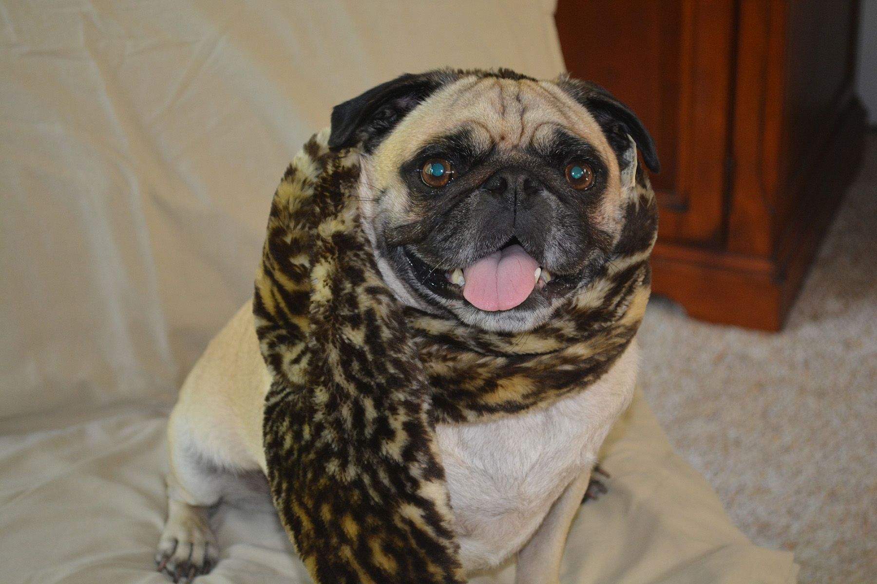 Digital PhotographTorrington, CT A Scarf for a Pug