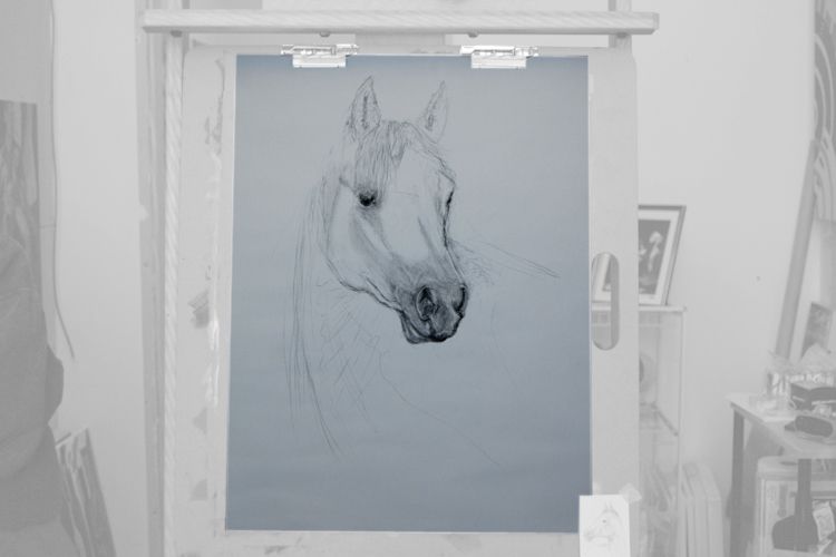 Charcoal and Conte Crayon on paper 18x24 Horse Study