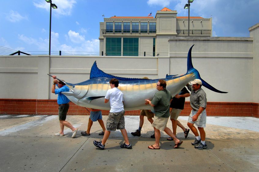 A world record blue marlin is paraded down the street during relocation of The Fish Hawk, a fly fishing shop in metro Atlanta. BIG CATCH