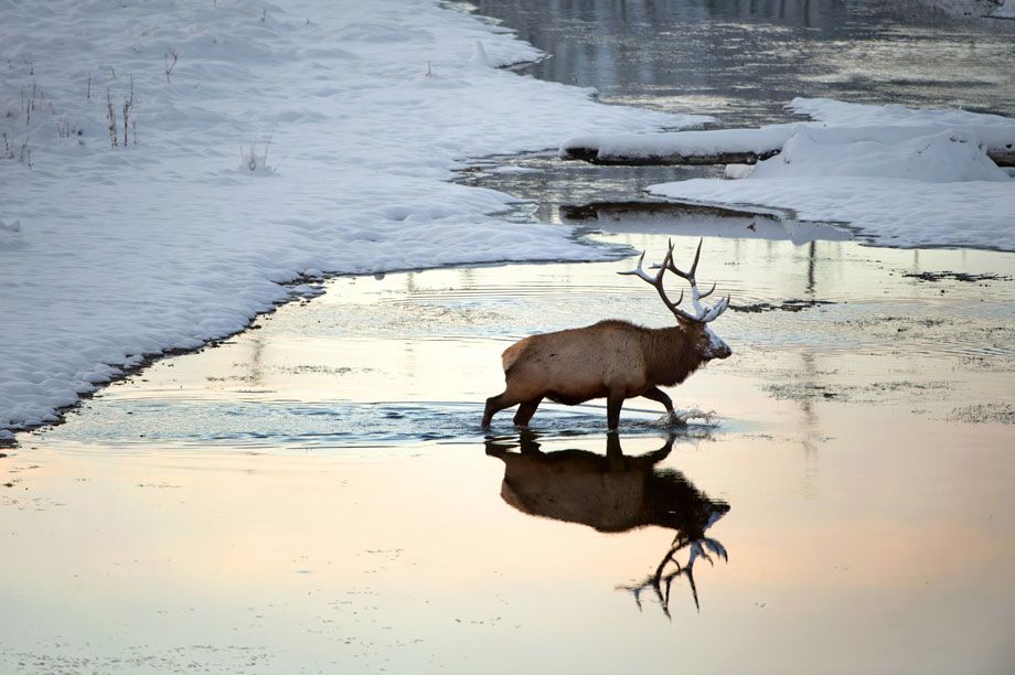 A bull elk in Yellowstone National Park during late fall. LEGEND OF THE FALL