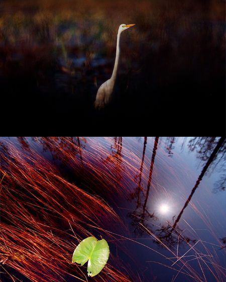 The Okefenokee Swamp in spring. OKEFENOKEE