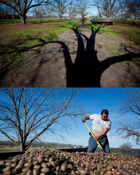 The pecan harvest in middle Georgia. Photographed for the New York Times. PEACN HARVEST