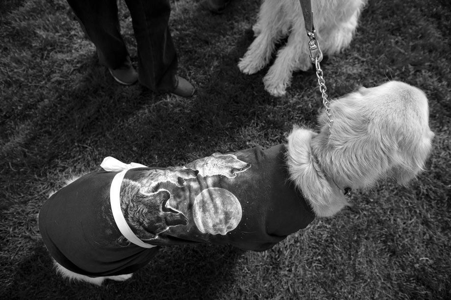 Nothing stirs more emotion these days in Montana than the subject of wolves. Hunters, and some ranchers, loath them, while animal lovers (like this one at a protest in Bozeman, MT) adore them. Pictures are from a New York Times environmental story on how ranchers are learning to cope with wolves. THE WOLF DEBATE