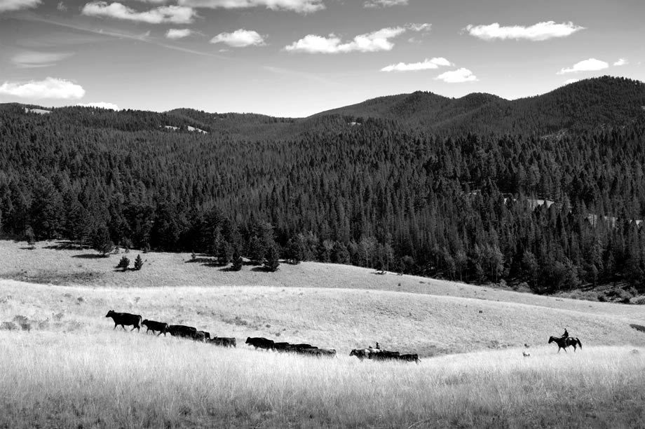 Nothing stirs more emotion these days in Montana than the subject of wolves. Hunters, and some ranchers, loath them, while animal lovers adore them. Pictures are from a New York Times environmental story on how ranchers (like this one near Big Timber, MT) are learning to cope with wolves. THE WOLF DEBATE