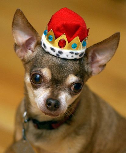 1royal_bambi9985_web