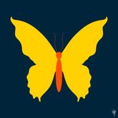 BUTTERFLY Navy/Yellow