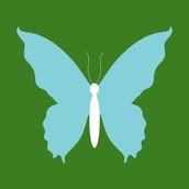 BUTTERFLY Olive Green/Pale Blue