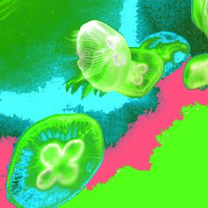 Photographs printed on Hahnemühle Fine Art paper. Available 20"x20" or larger, see Price List for details. Limited Edition of 12. JELLYFISH LIME | BLUE | RASPBERRY
