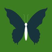 BUTTERFLY Olive Green/Navy