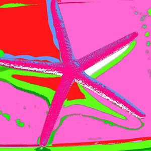 Photographs printed on Hahnemühle Fine Art paper. Available 20"x20" or larger, see Price List for details. Limited Edition of 25. SEA STAR