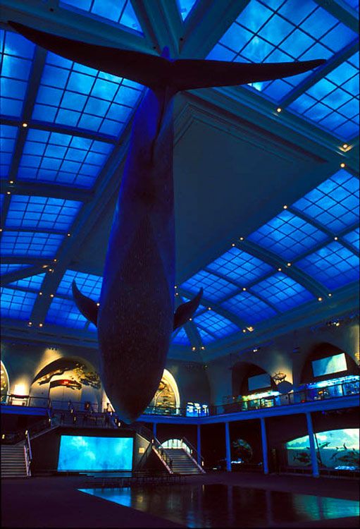 1natural_museum_nyc_2
