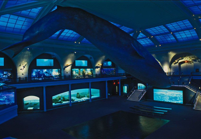1natural_museum_nyc_1