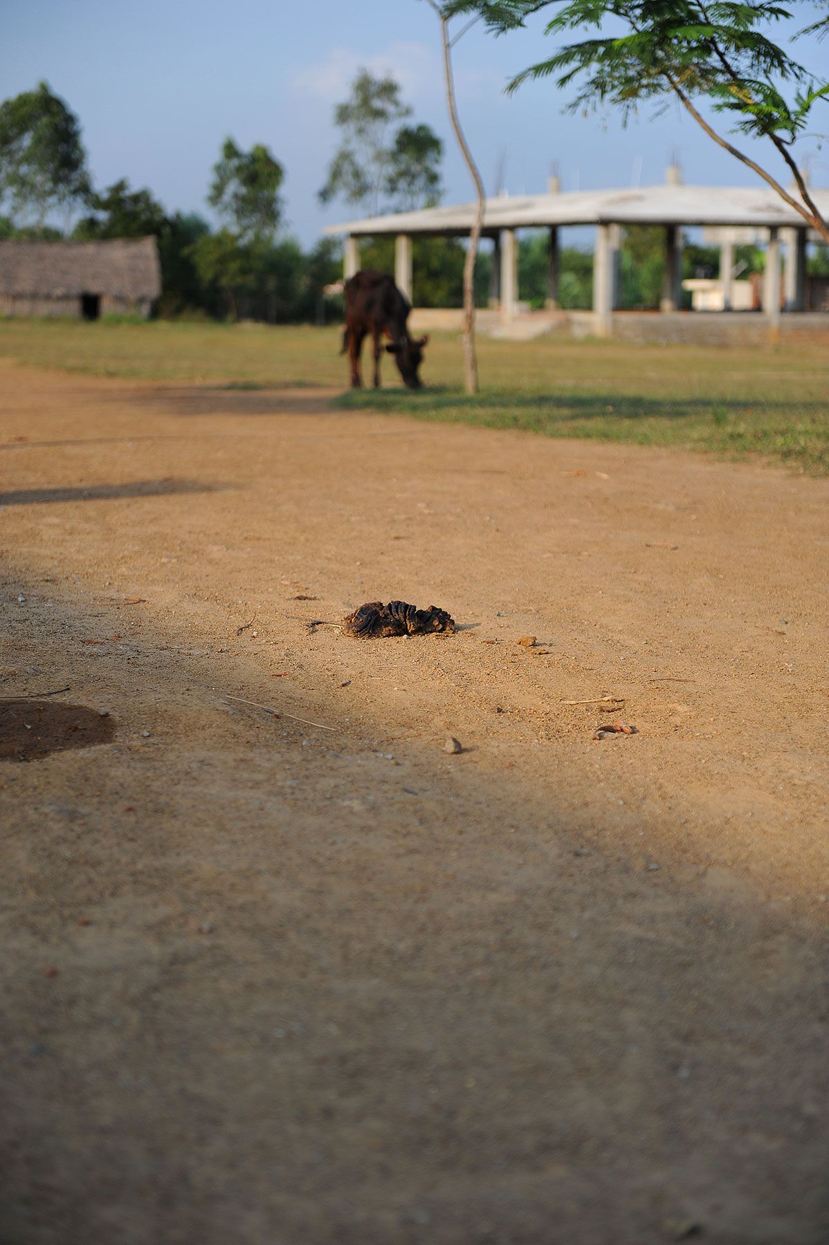 Example of how infected cow feces can put children at risk