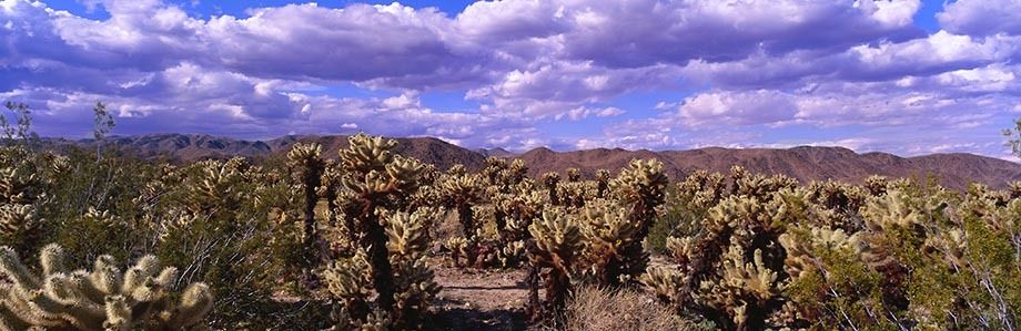 Joshua Tree National Monument
