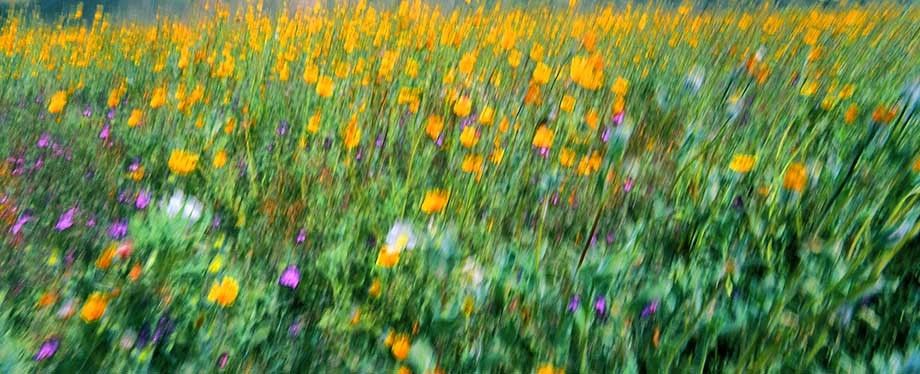 Wildflowers at Anza Borrego desert in Southern California