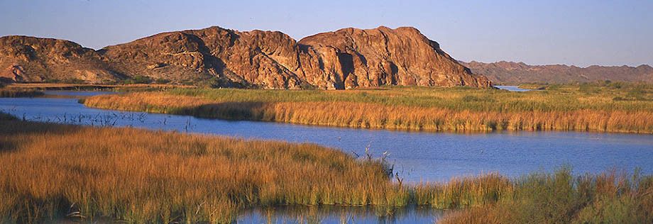 Picacho Marsh
