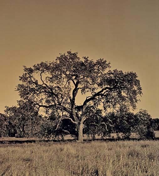 Ojai Oak