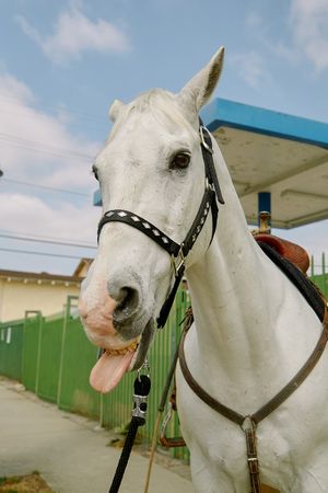 210412_Altadena_Cowboys_01_1018_f400min.jpg