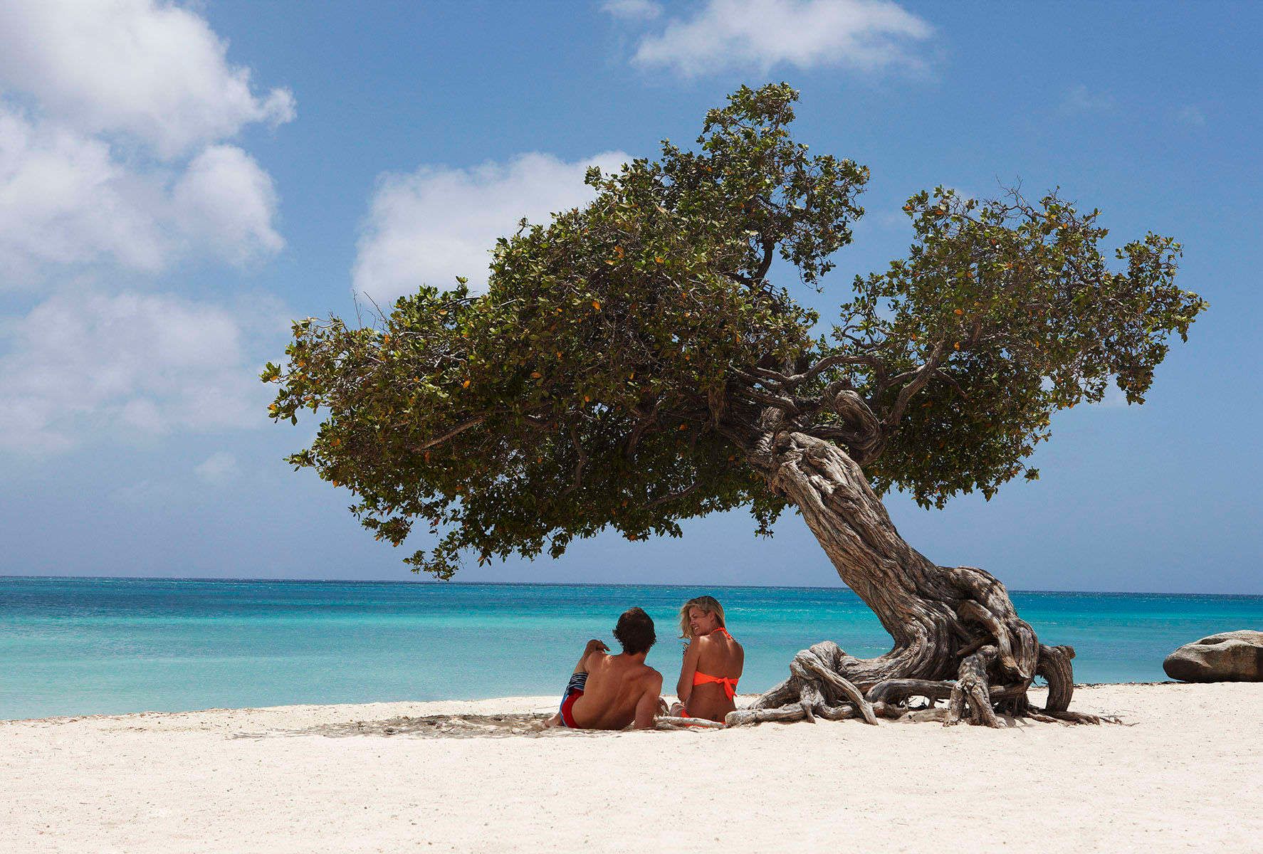 Under a Divi-Divi Tree Marriott Aruba