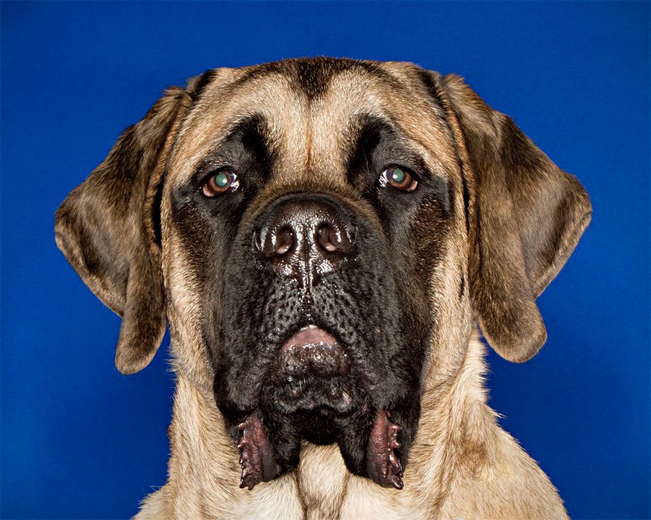 1r13mastiff.jpg