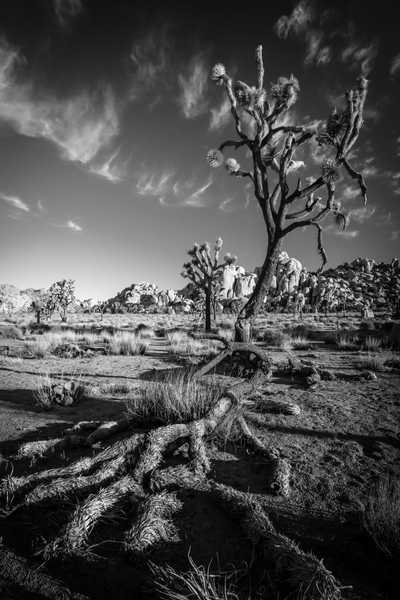 1joshuatree_img_8918_dash_20x30