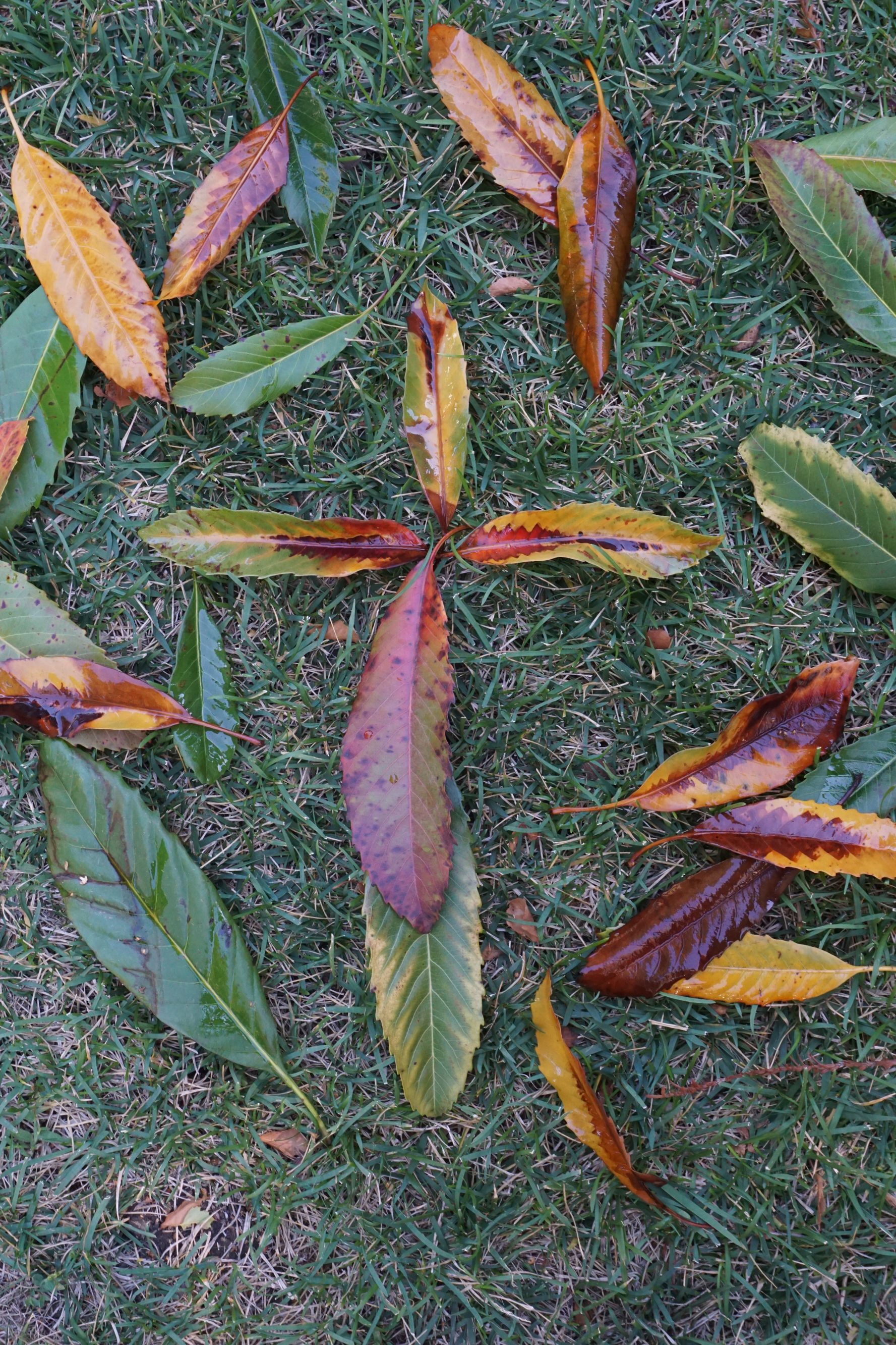 Cross of Leaves-DSC00293Soular2024.jpg