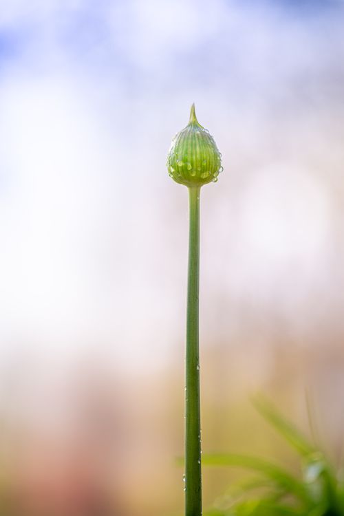 Allium Bud with Dew