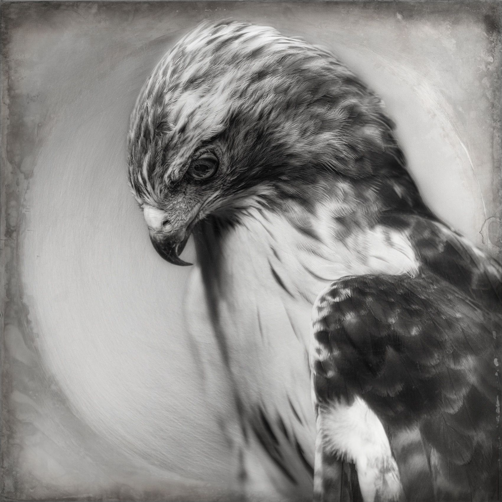 Portrait of a Red Hawk