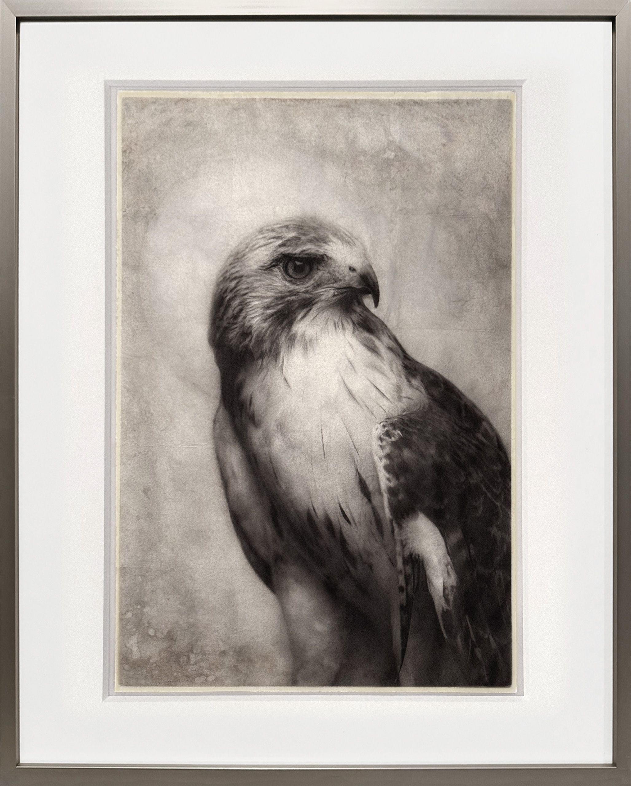 Portrait Red Hawk
