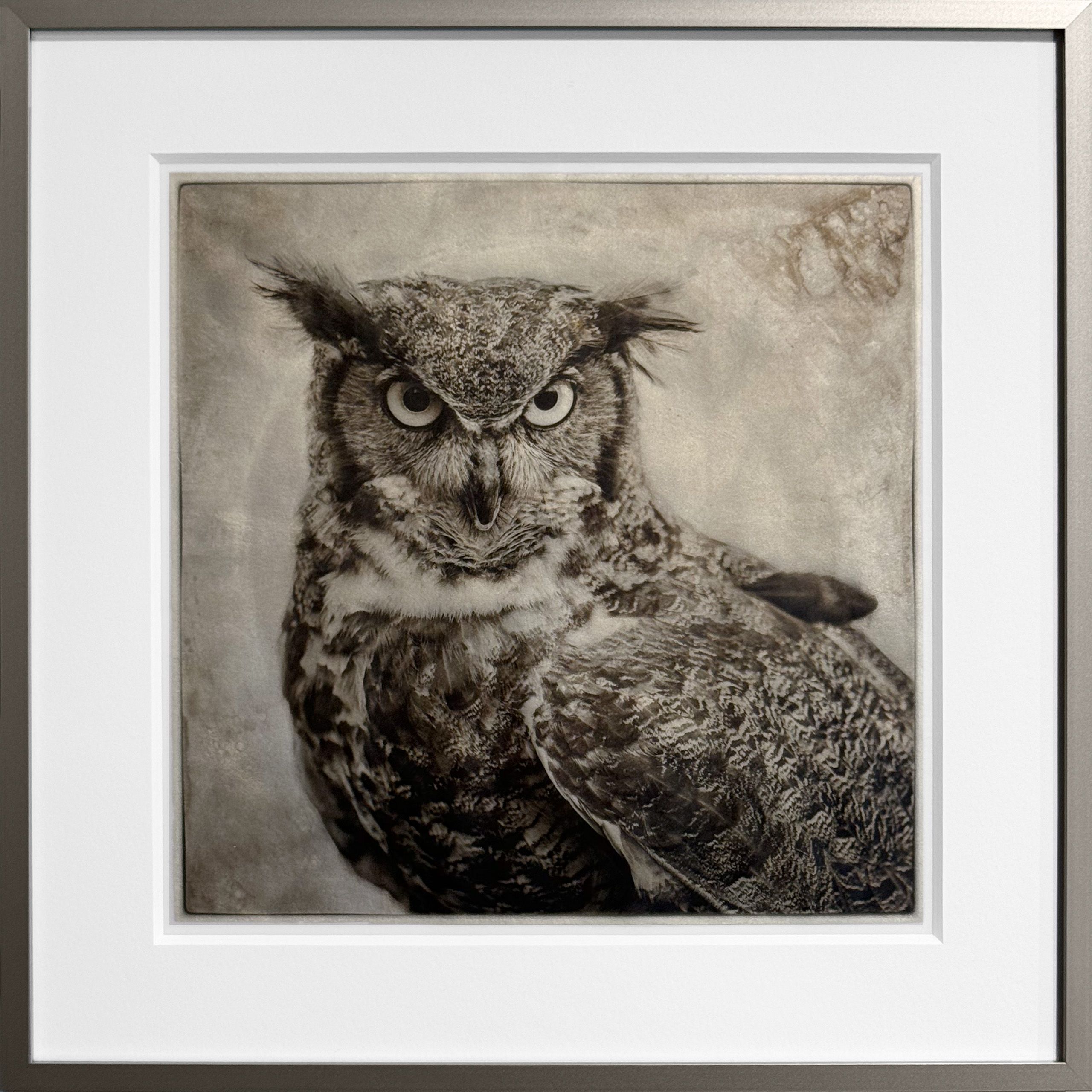 Great Horned Owl