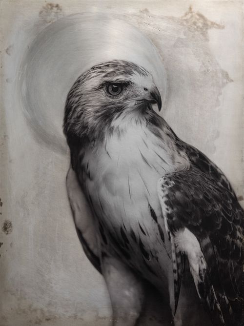 Red Hawk